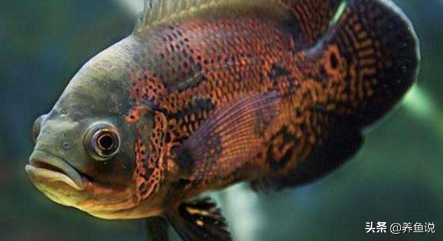 观赏鱼得了白点病怎么治,观赏鱼白点病怎么治最快