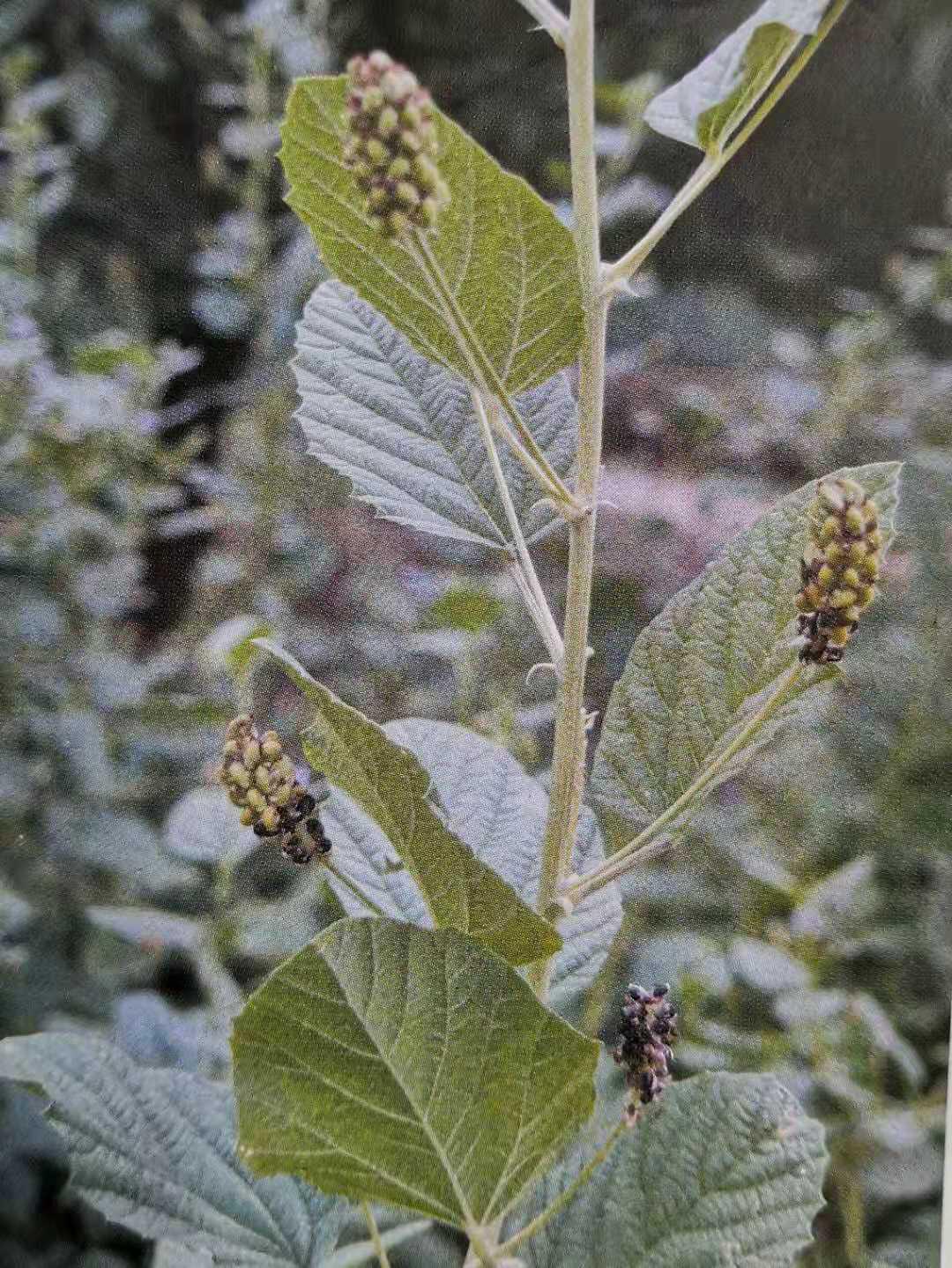 补骨脂可以补骨头吗,补骨脂成骨