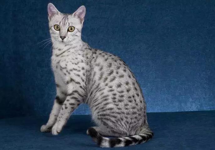 什么品种的猫咪寿命最长,猫咪的寿命最长是什么猫