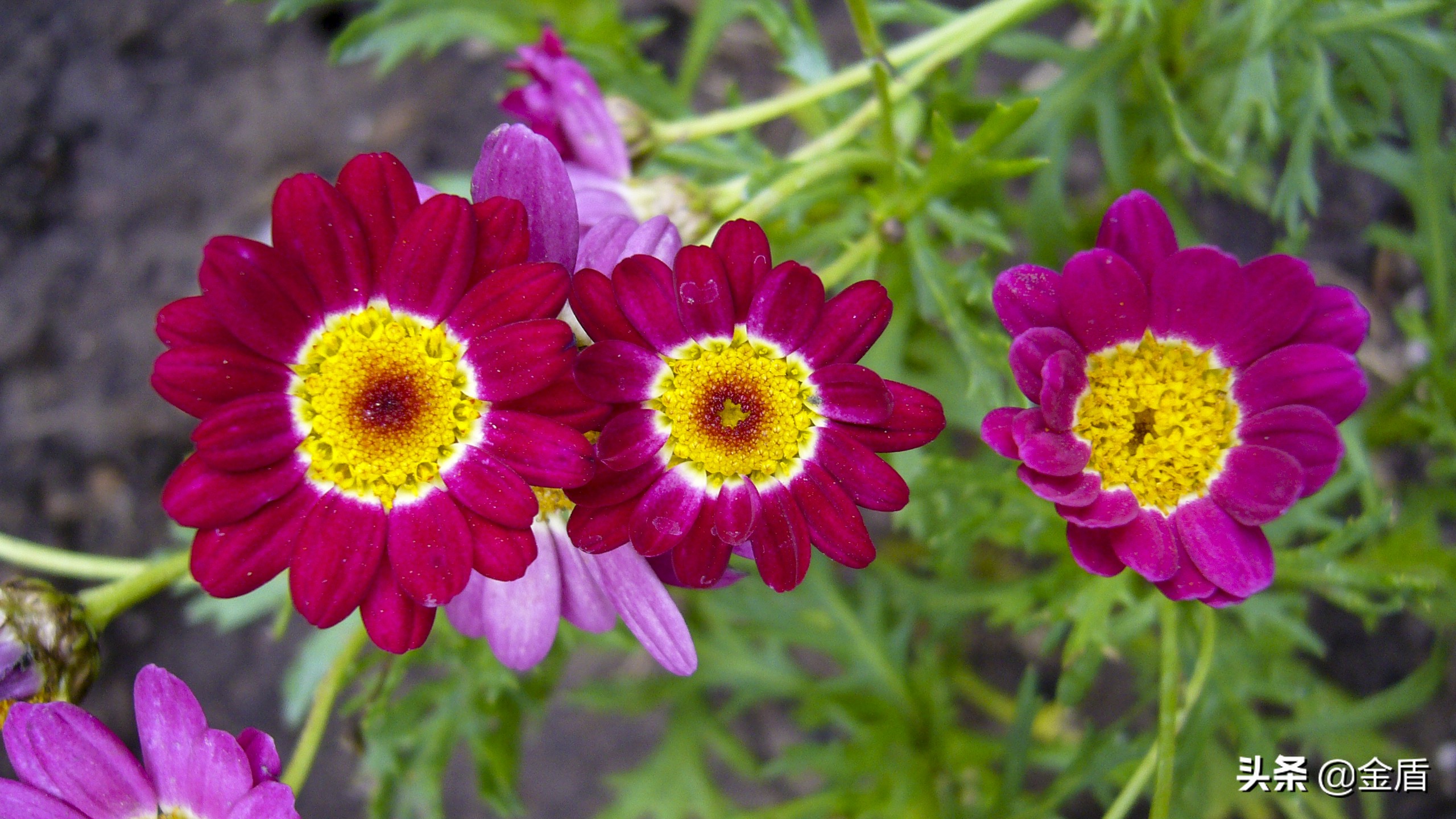 茼蒿花漂亮,木茼蒿花简介