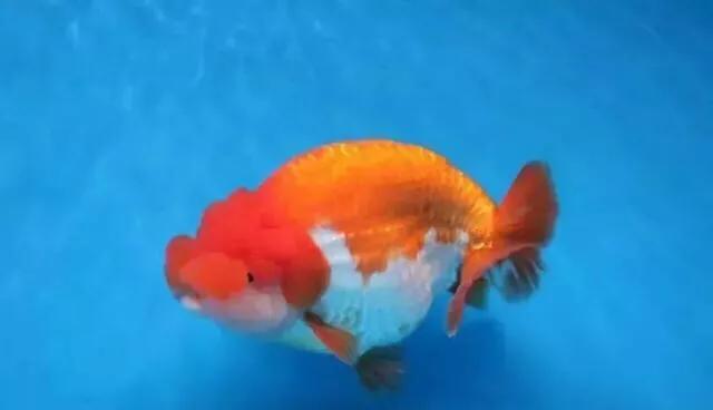 金鱼吊兰怎么养,兰寿金鱼怎么养