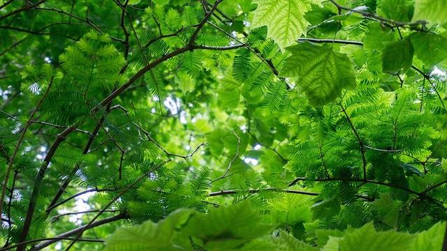 日照文旅,日照旅游攻略