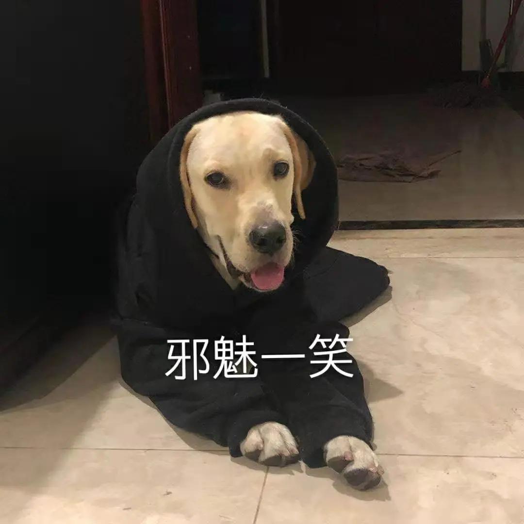 男生猛犬穿女装,男生细狗穿女装