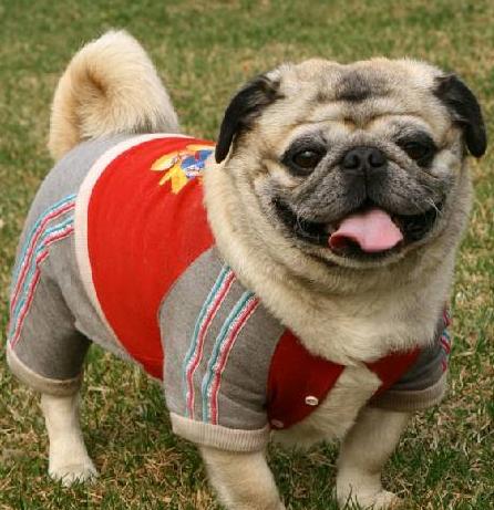 巴哥犬的饲养日常护理很重要,新手养巴哥犬