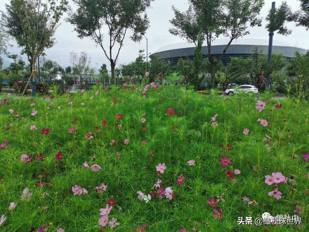 我和我的体育故事,我和橄榄球的故事