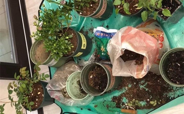 刚买的花，发蔫落苞加黄叶！为什么呢？多半是放错了位置