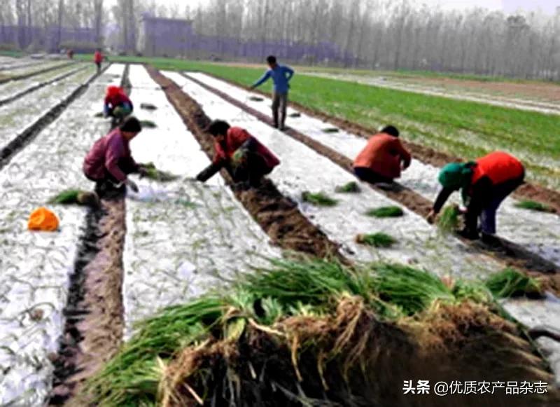 种全国、卖全球,仁兆洋葱让“小洋葱”打开“大世界”