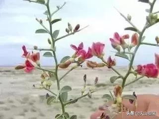野外发现珍贵的植物千万要注意,新疆南疆常见荒漠野生植物