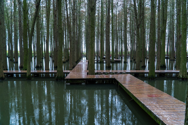踏春赏花拍美景,踏春赏花逛湖