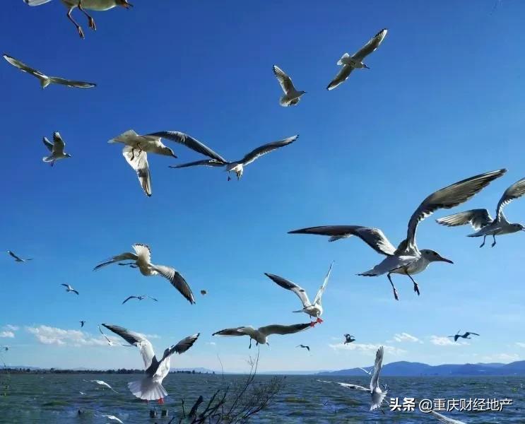 房价暴涨的昆明，重庆人居然不肯走，反而买下“第二居所”