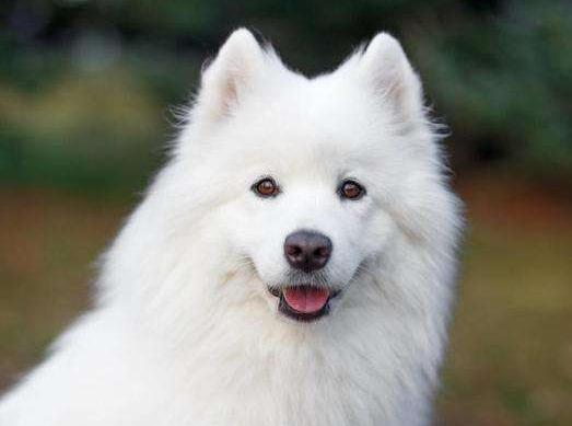 为什么狗狗不能经常洗澡,为什么狗狗讨厌洗澡的吹风机