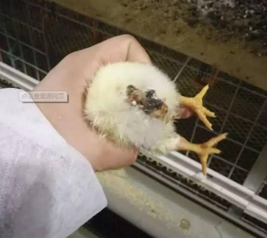 常见鸡病大全及治疗方法收藏,鸡子发病有哪些症状