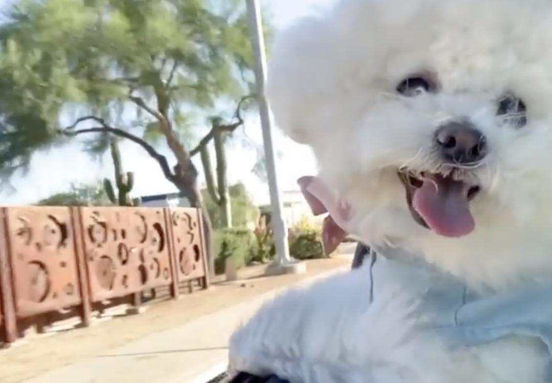 盘点二十种忠爱满世界的萌犬,萌犬系列都有啥