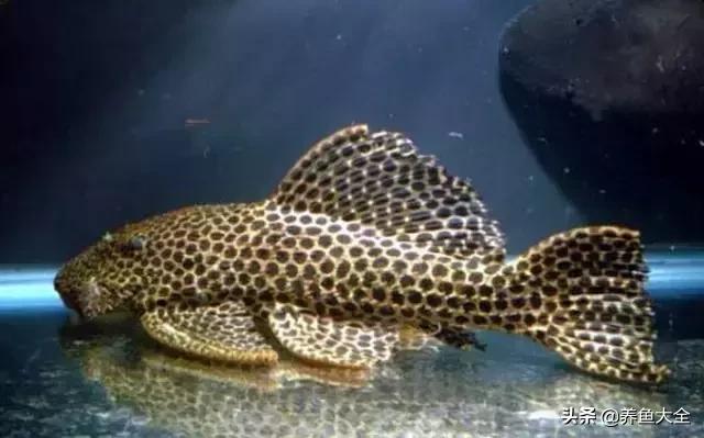 异型鱼饲养指南,异型鱼饲养方法