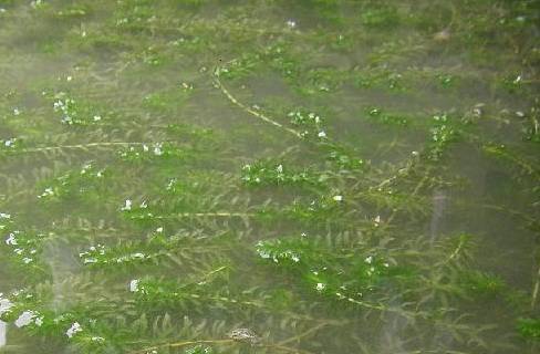 河蟹下塘后水变浑是什么原因,蟹塘虫多水浑