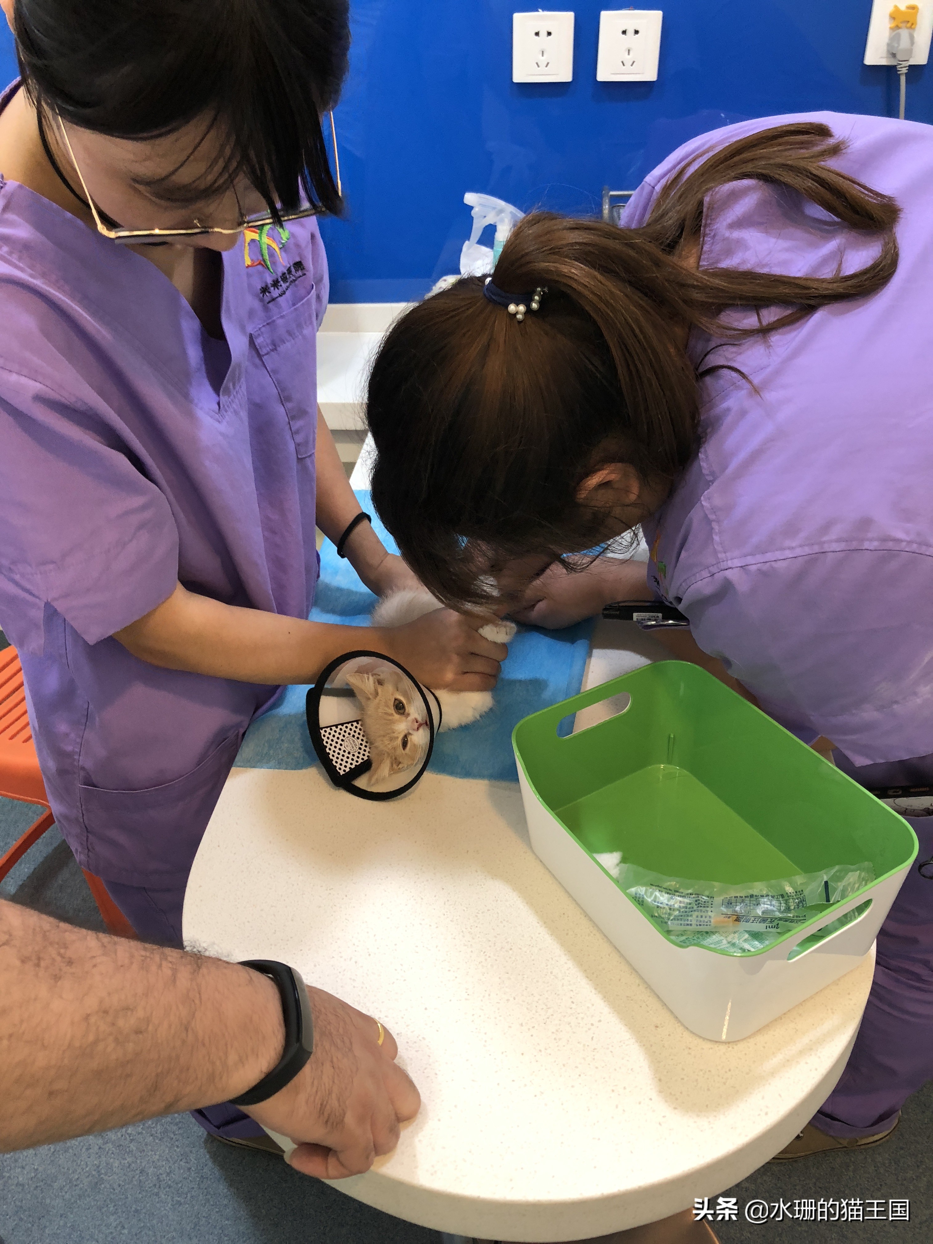 猫咪打完狂犬疫苗过敏,猫咪过敏了还可以打疫苗吗