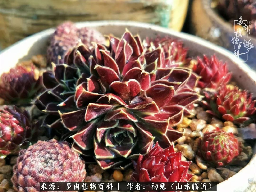 四季颜值在线的多肉,多肉的每一天