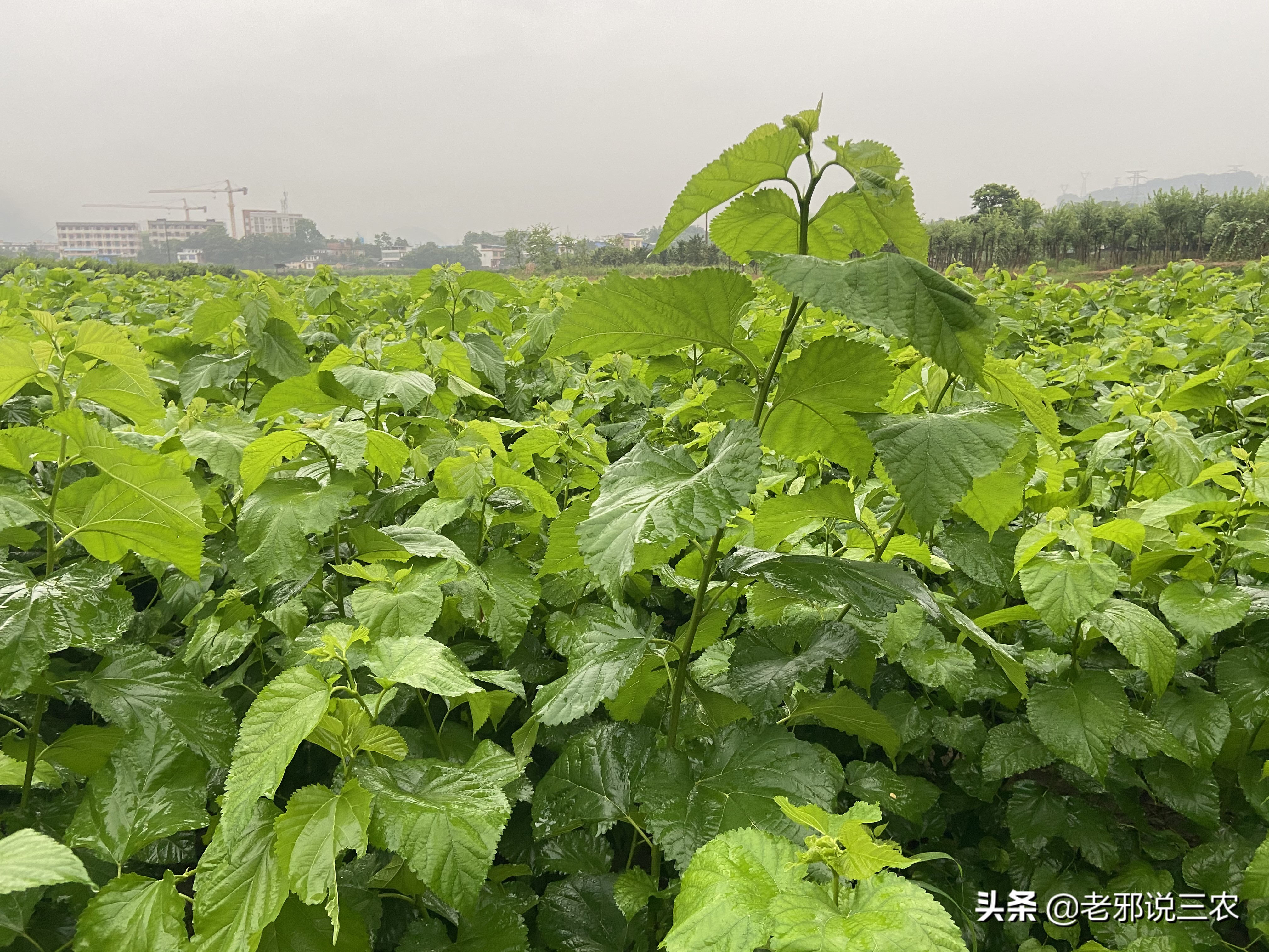 桑树虫害防治方法,桑树病虫害如何防治