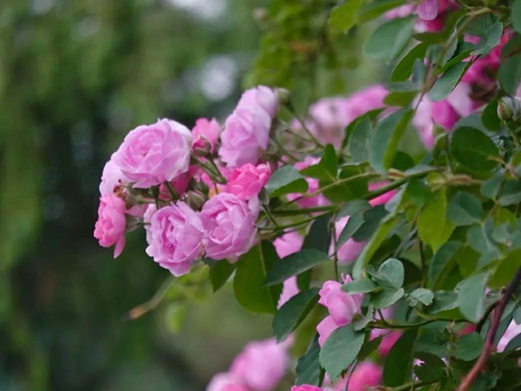 熟背高中英语单词必背3500词,高中三年必背英语单词3500