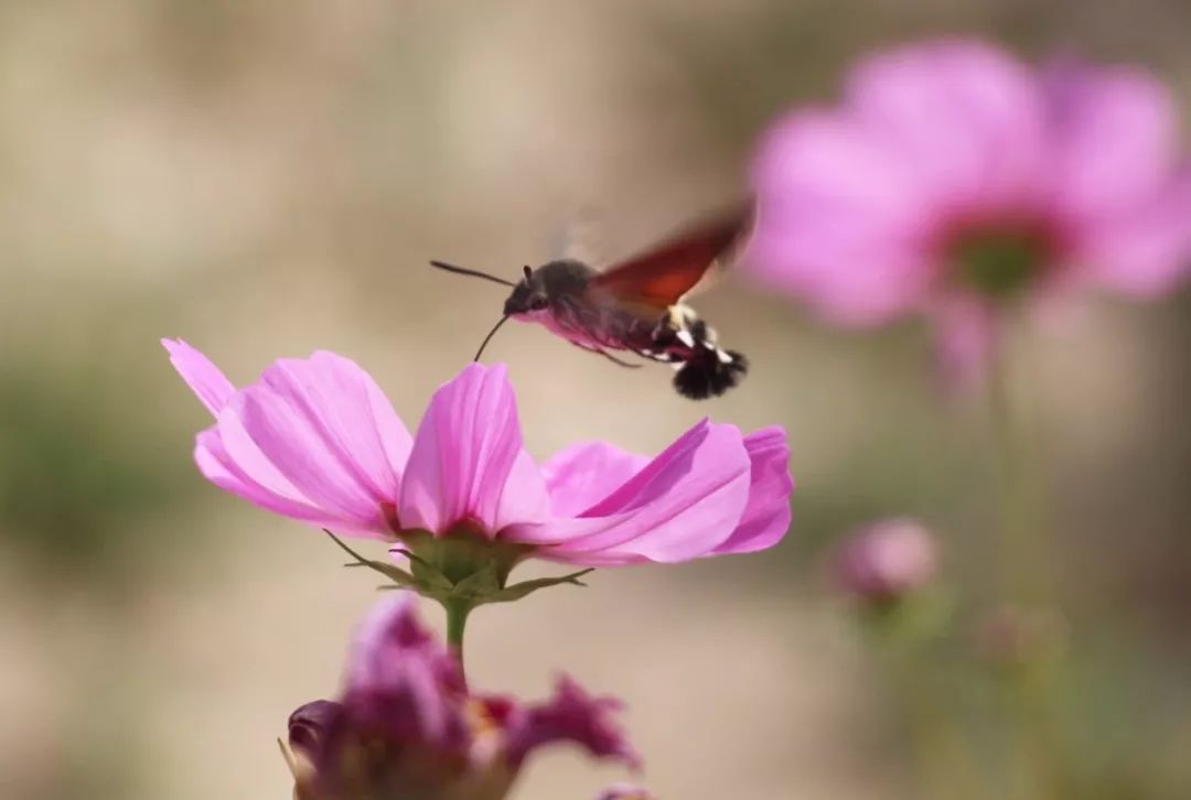 传说中的蛊虫真的有吗,传说中的扑棱蛾子