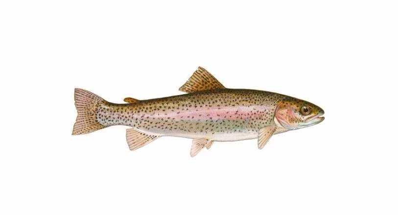 养猫后满屋子毛怎么办,家里养猫掉毛怎么处理