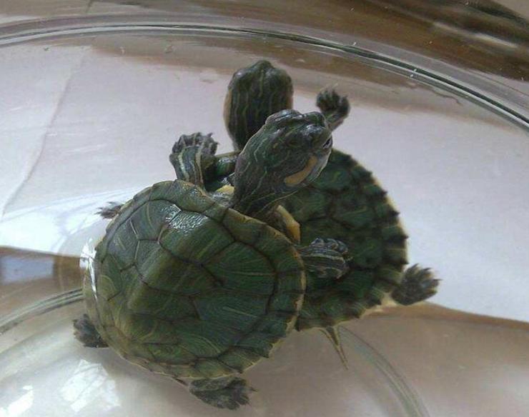 养乌龟的方法和注意事项,乌龟好养吗怎样正确的饲养乌龟