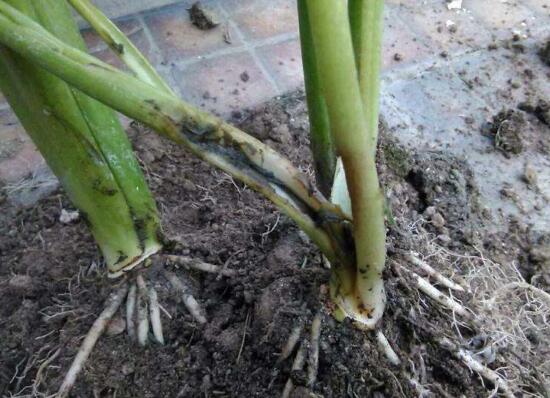 马蹄莲烂根了的处理方法,马蹄莲烂根的原因和治疗方法