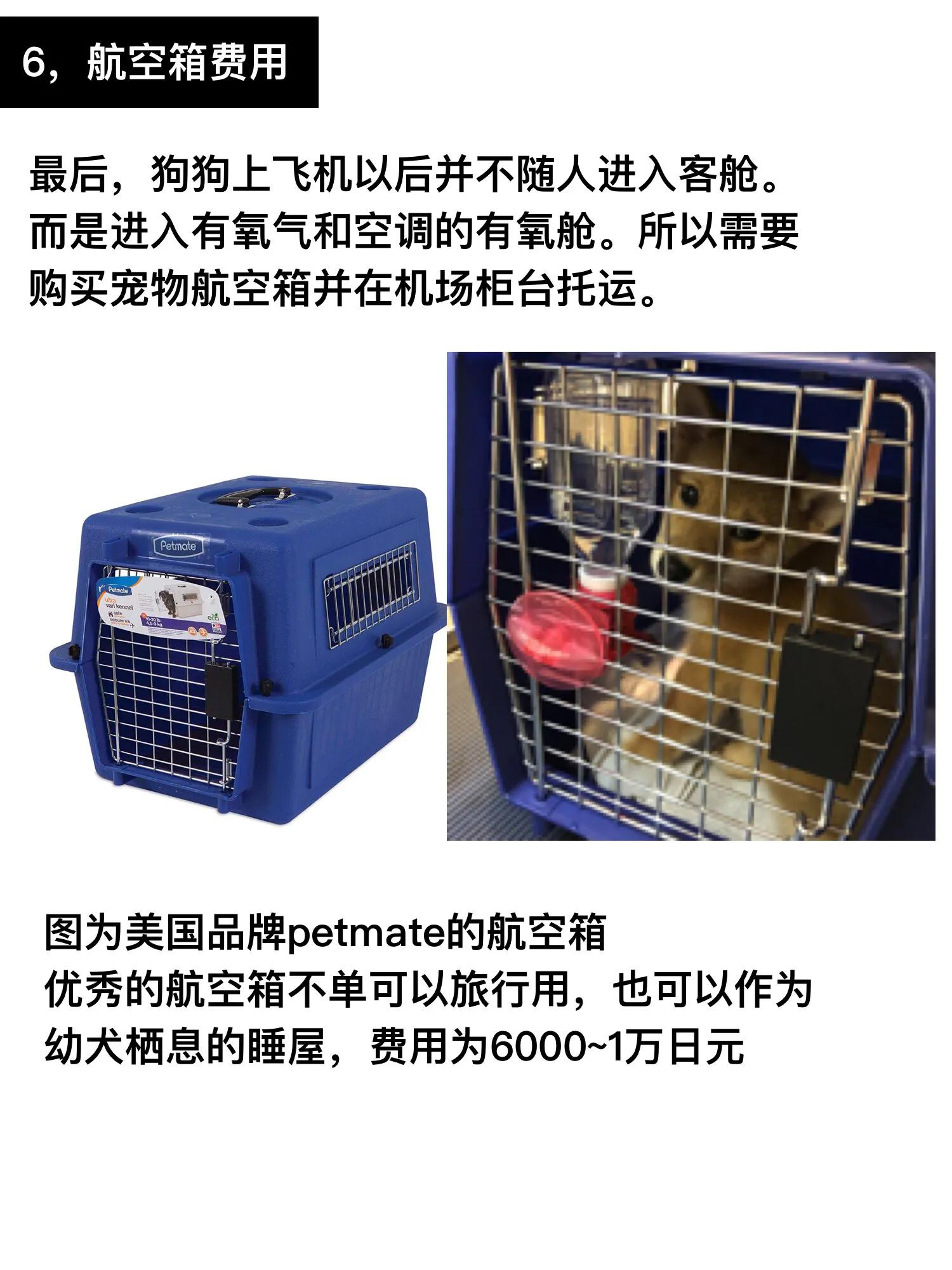 在日本买柴犬要60万？