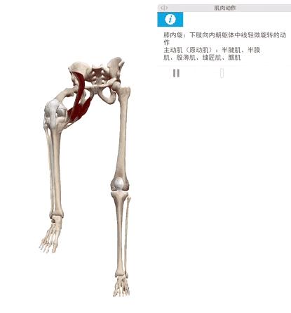 锻炼股腘肌用多少磅弹力带,跑步膝盖外侧髂胫束如何快速恢复