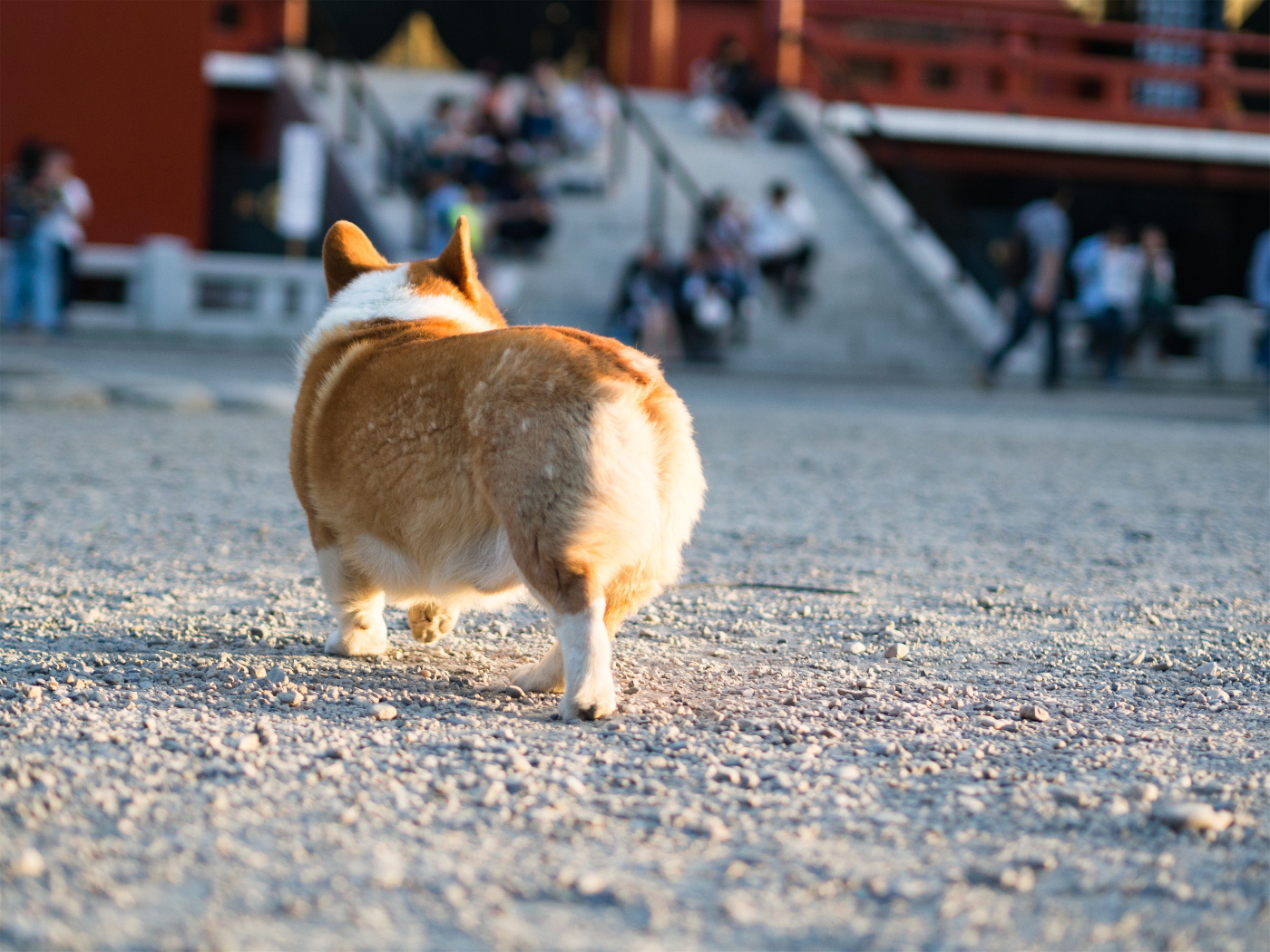 行摄日本丨东京三大祭之浅草三社祭（一）尼康d810、奥林巴斯em10
