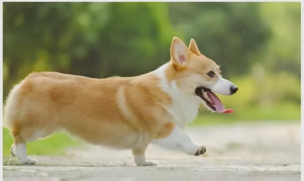 柯基被土狗整怀孕,柯基被德牧咬死