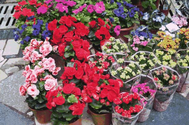 深圳年货批发市场地址短视频,深圳年货特产批发市场