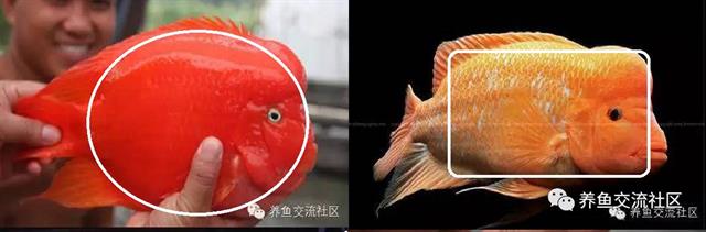 招财热带鱼观赏鱼大全,财神鹦鹉鱼热带观赏鱼