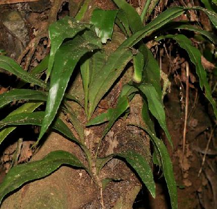 老中医可以给孩子起名吗,用中药名字给孩子取名可以吗