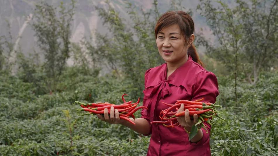 女大学生返乡创业开农庄,女大学生回村创业变成富婆