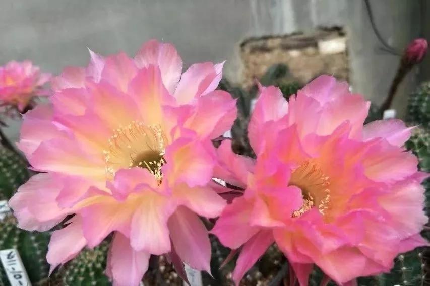 100种仙人球花图片,100种仙人球的品种视频