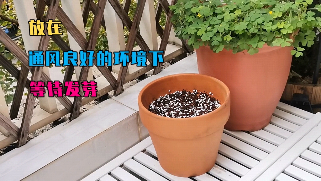 酢浆草如何播种,酢浆草从种子到发芽到开花全过程