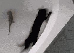 新手铲屎官第一次给猫洗澡,给猫咪洗澡的时候猫咪为什么怕水