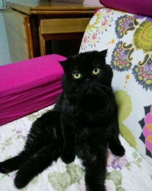 英短蓝猫最近发现毛的颜色发黄,蓝猫和什么颜色英短配出来三花