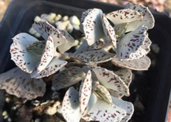 多肉品种50种公认好养的多肉,十种最好看多肉品种