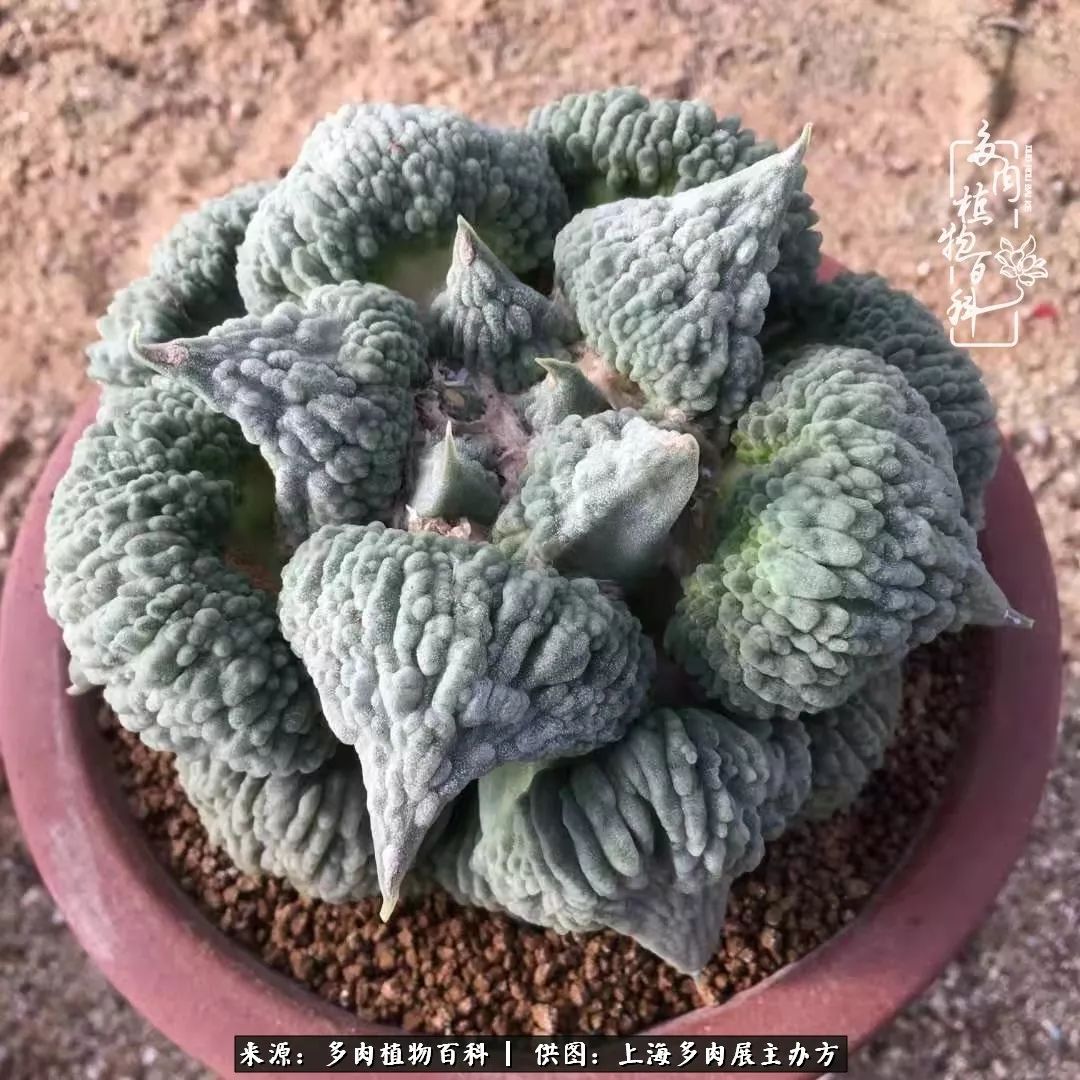2023多肉展会直播,2023上海多肉植物展