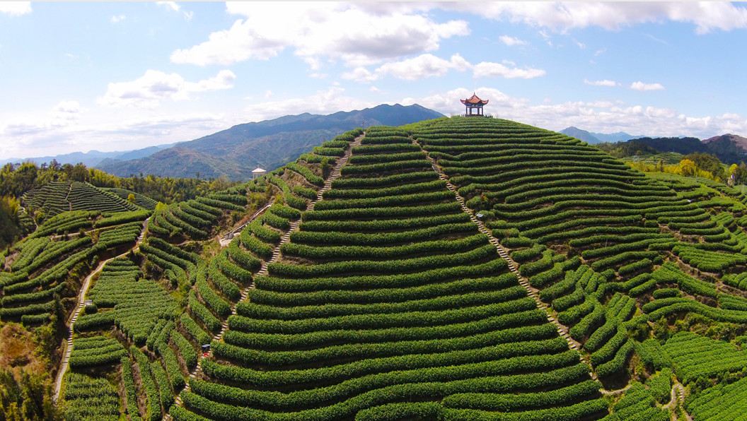 温州市平阳县水头镇特色产业,浙江省平阳县水头镇乡村振兴