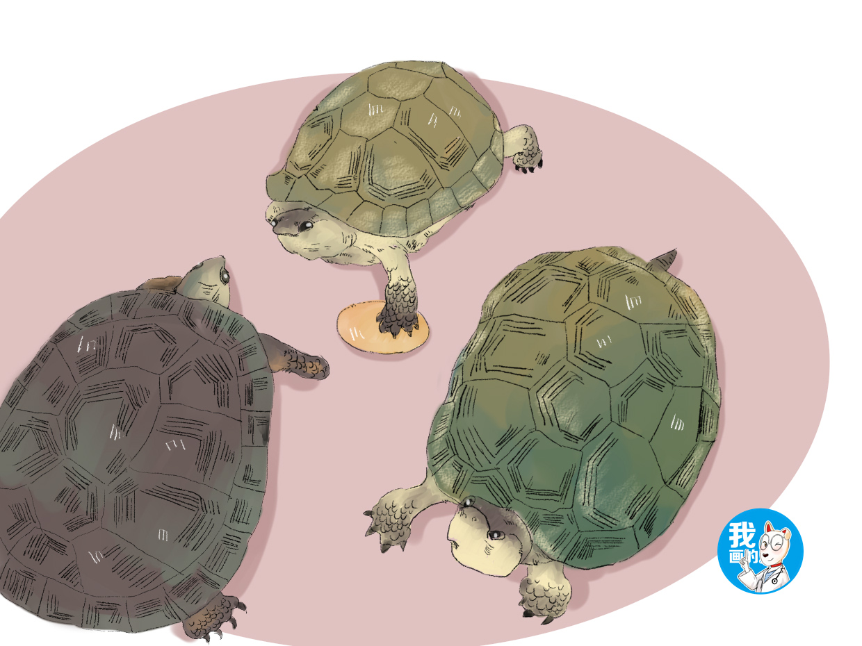 养了10年的乌龟竟然下蛋了,养了十年的乌龟突然下蛋了