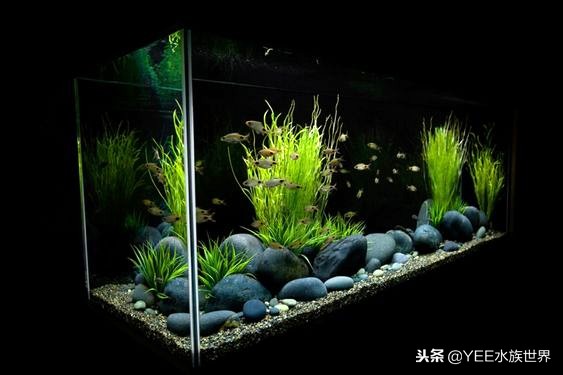 性价比高的鱼缸尺寸,60的鱼缸选高一点的还是矮一点的