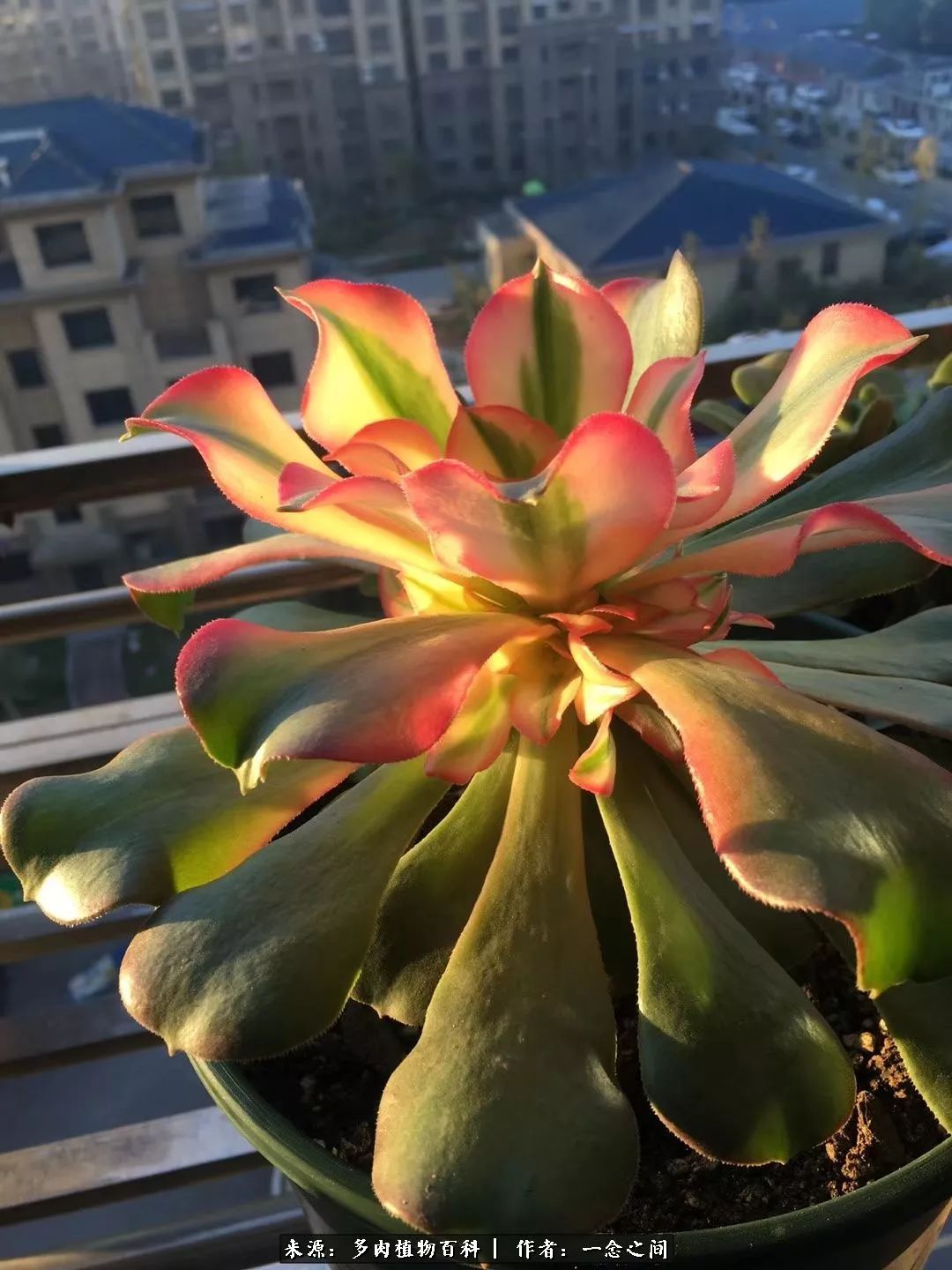 多肉牛群里的“七福神”（下）：男神篇！