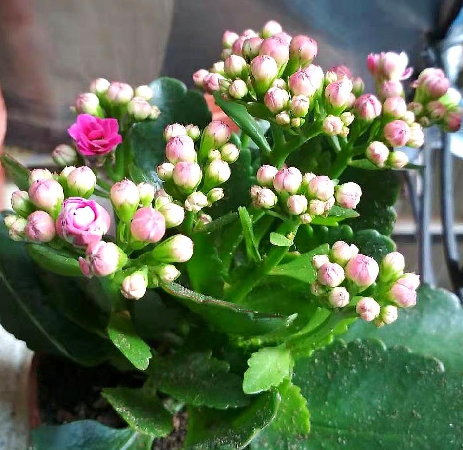 磷酸二氢钾与花多多2号交替使用,花多多1号加磷酸二氢钾用来催花