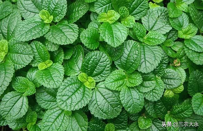 养鸡解暑小妙招,天气热养鸡吃什么药防病