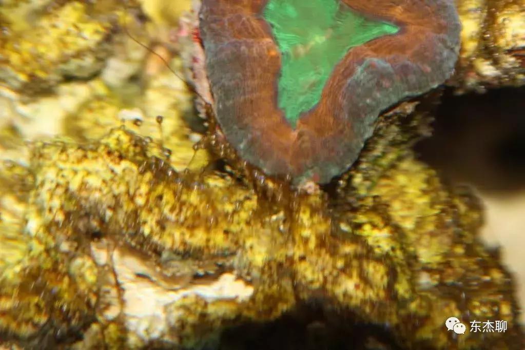 海缸的丝藻是褐色的,海缸控磷