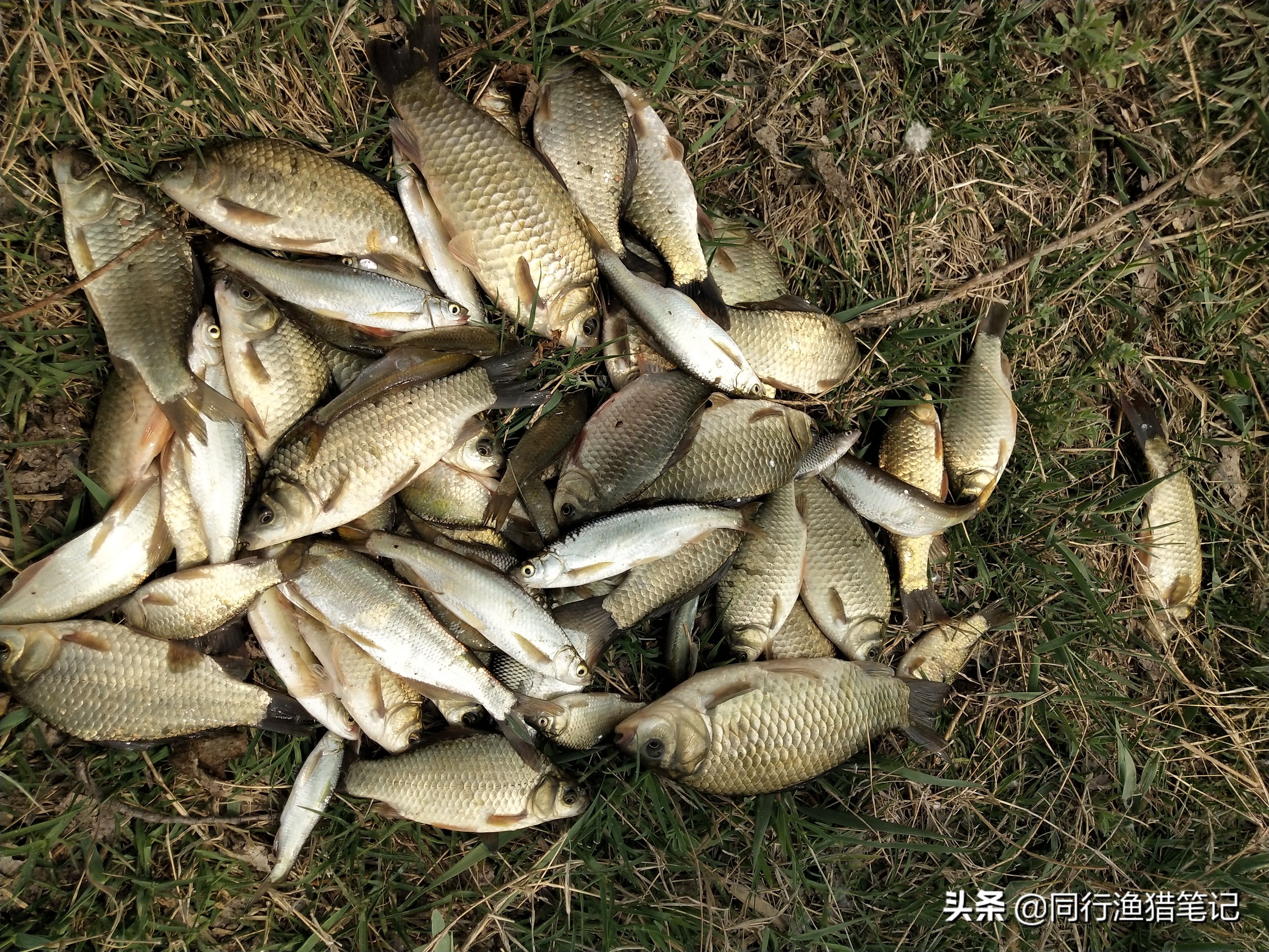 肥水缺氧鱼上浮不开口怎么钓,水肥鱼口不好