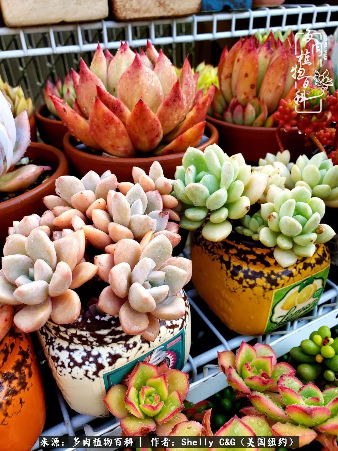 美国纽约有多少华裔人,美国纽约有多少个华人